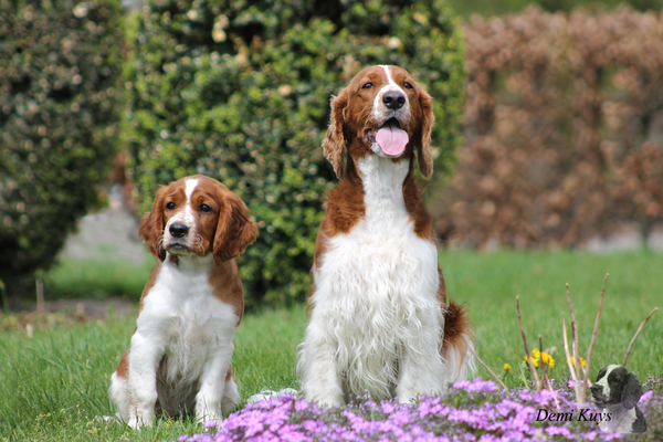 Welsh Springer Spaniel