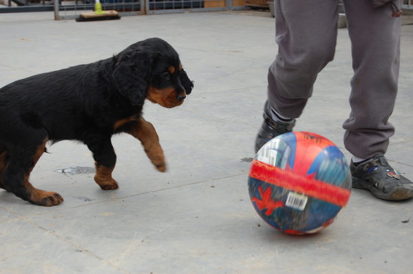 GORDON SETTERS FROM THE GRAZINGLAND