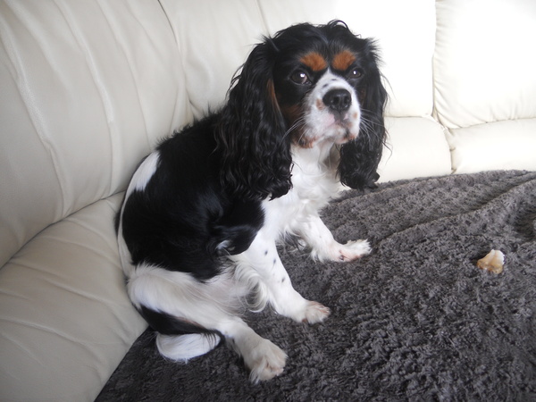 Cavalier King Charles Spaniel