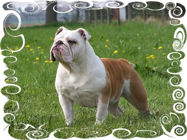 Engelse Bulldog