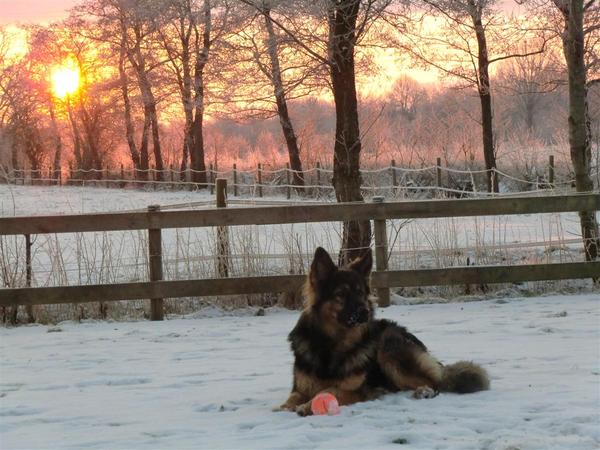 farmerhouserufan, ODH Kennel