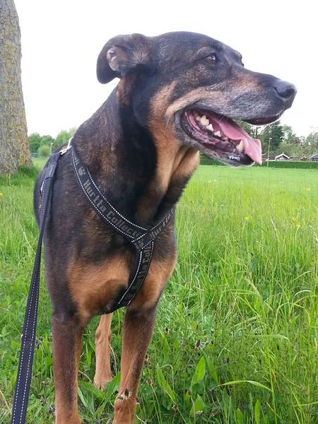 Boy na ons rondje hardlopen, helemaal voldaan en happy. En ik ook!