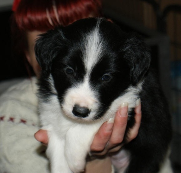 Border Collie