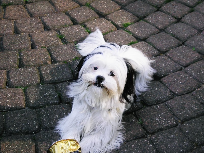 Shih Tzu