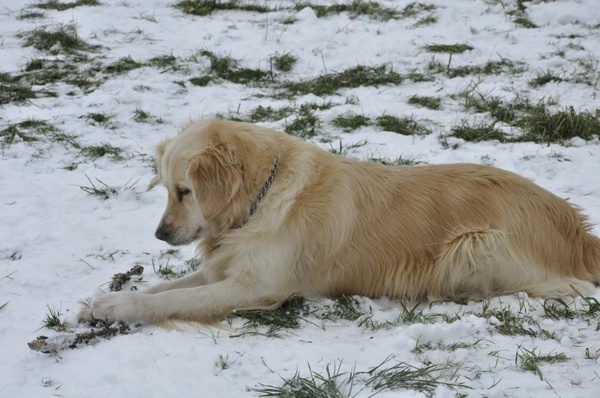 Golden Retriever