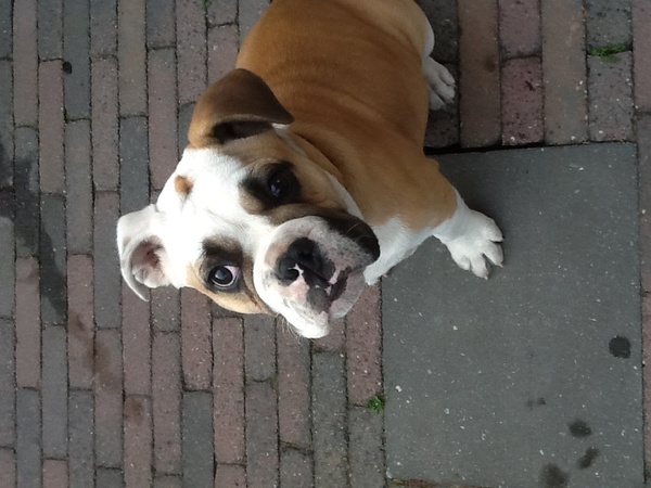 Old English Bulldog