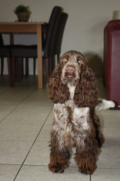 Engelse Cocker Spaniel