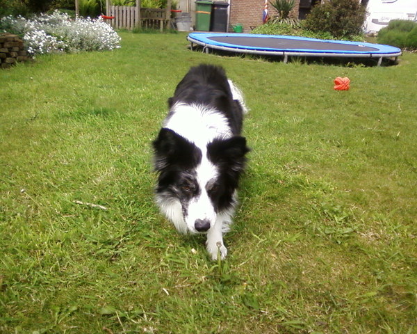 Border Collie