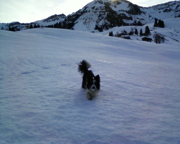 Border Collie