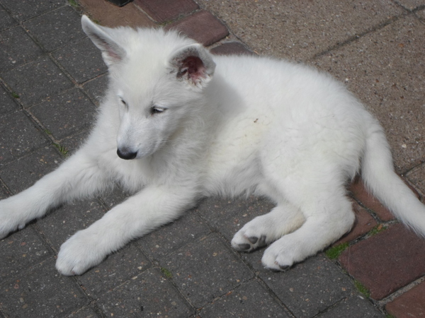 happywhitedogs