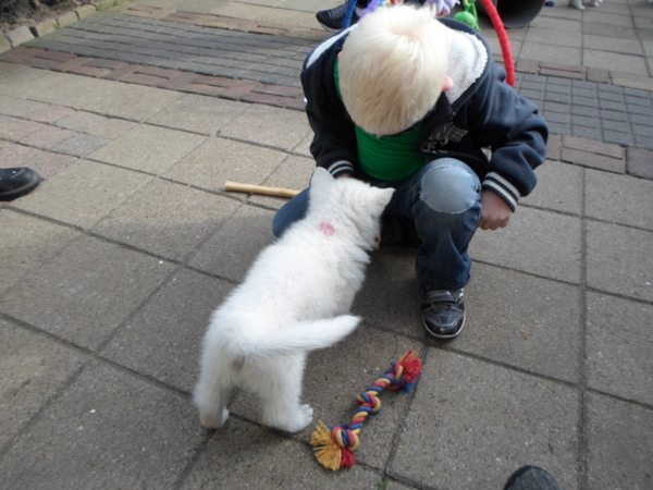 happywhitedogs