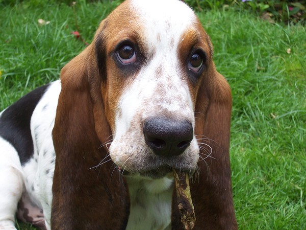 Basset Hound