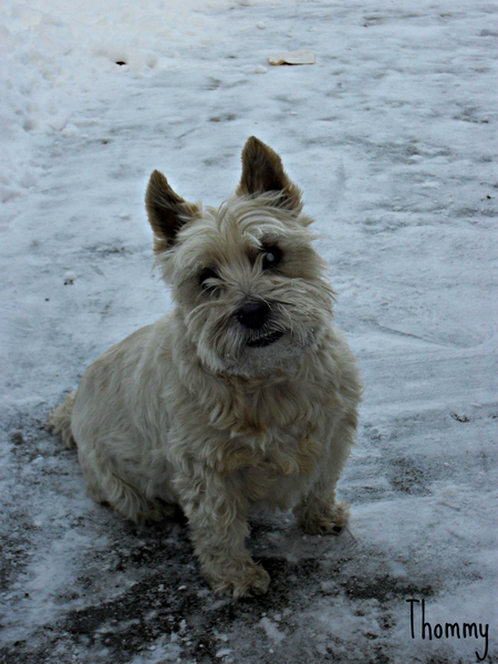 Cairn Terrier