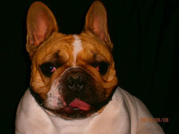 Franse Bulldog