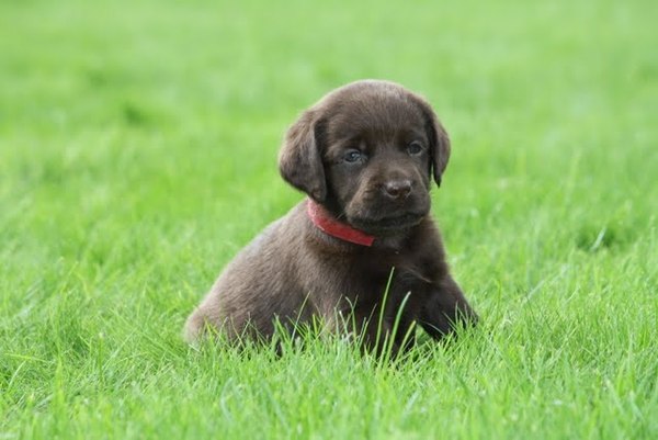 nestgenoten bruine labrador in baarn