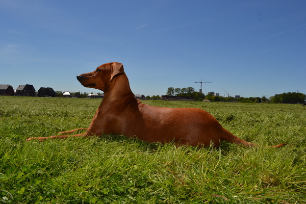 Duitse Pinscher