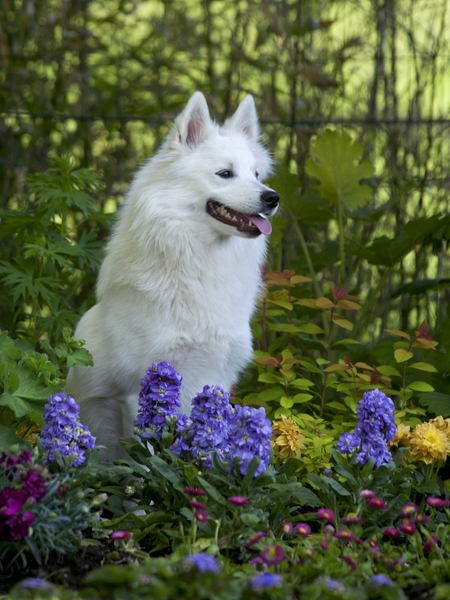 Grote Keeshond, wit