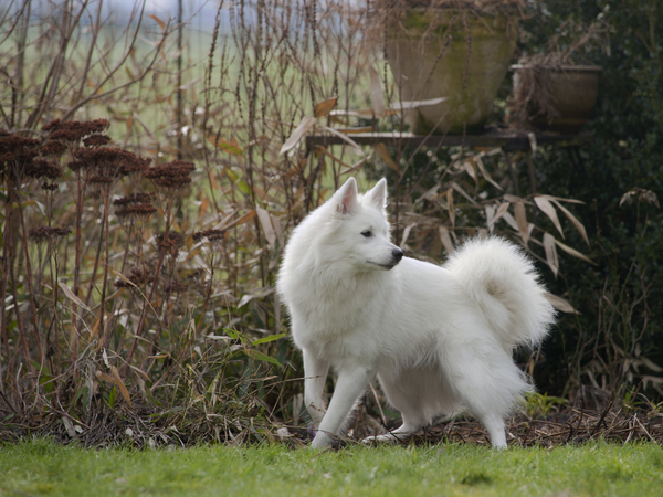 Grote Keeshond, wit