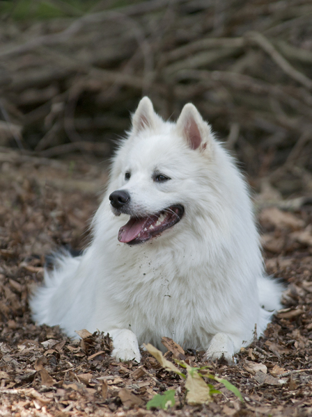 Grote Keeshond, wit