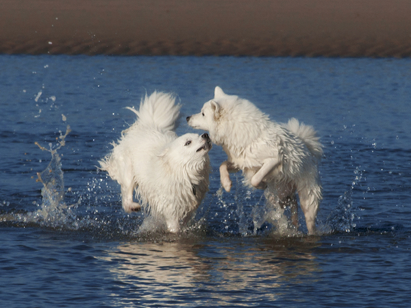 Grote Keeshond, wit