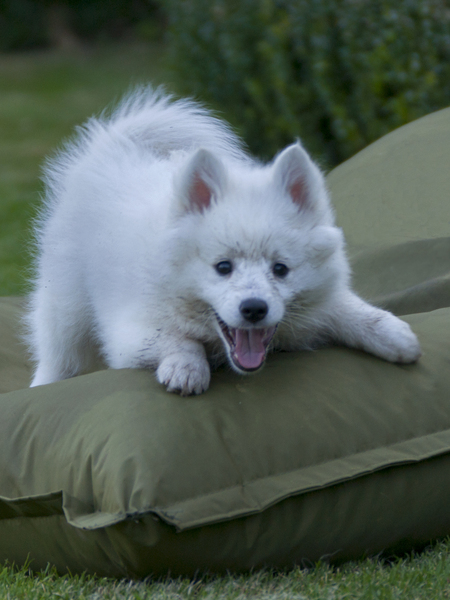 Grote Keeshond, wit