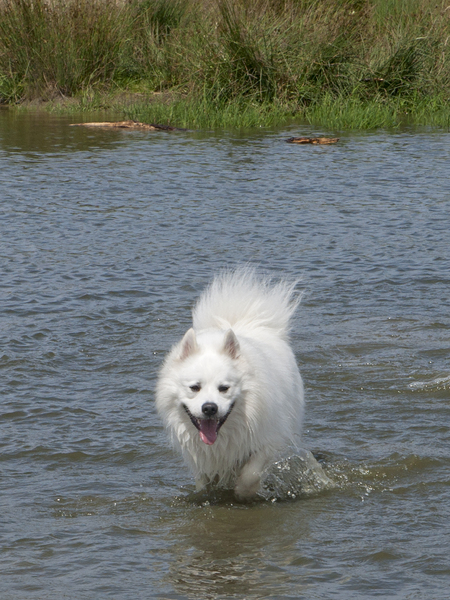 Grote Keeshond, wit