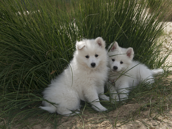 Grote Keeshond, wit