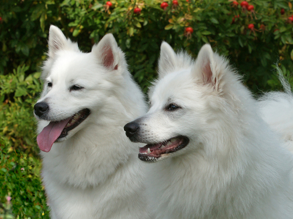 Grote Keeshond, wit