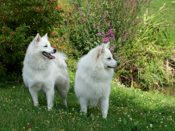 Grote Keeshond, wit