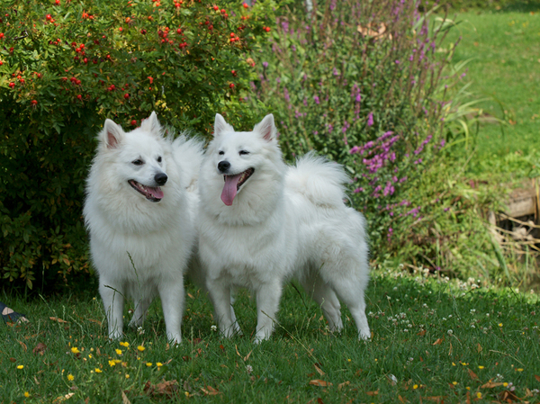 Grote Keeshond, wit