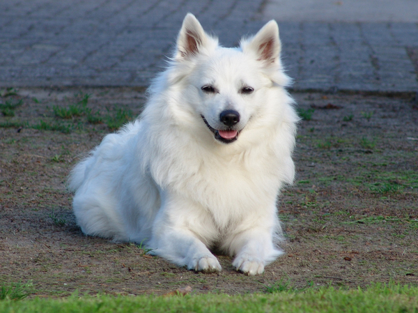 Grote Keeshond, wit