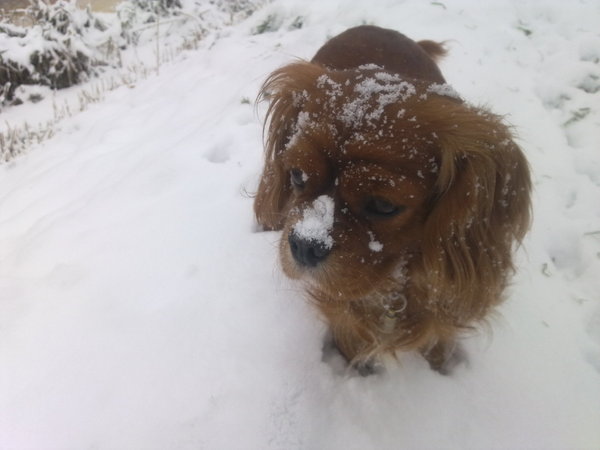 Cavalier King Charles Spaniel