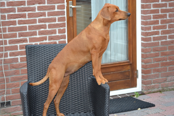 Duitse Pinscher