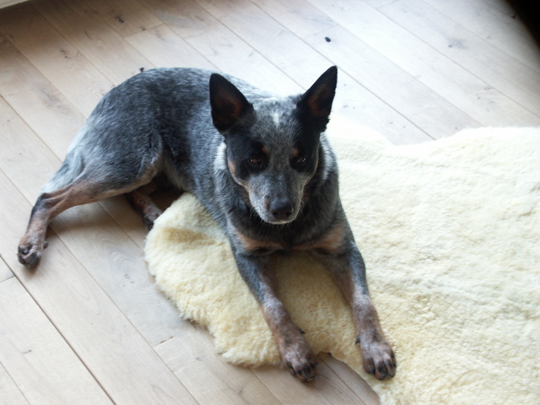 Australian Cattle Dog