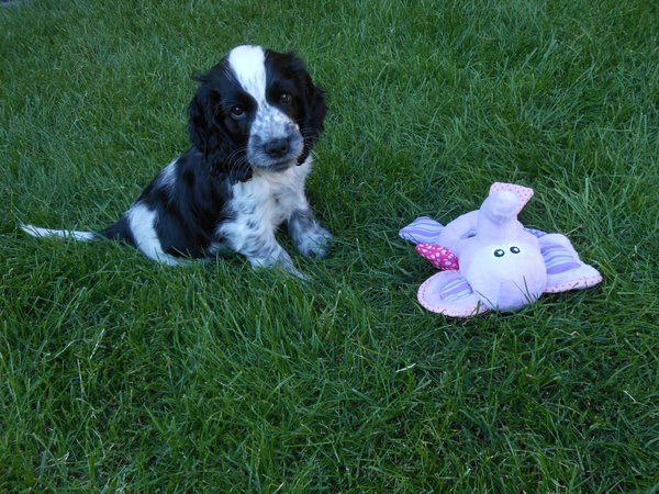 Engelse Cocker Spaniel