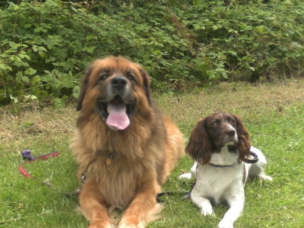 Leonberger