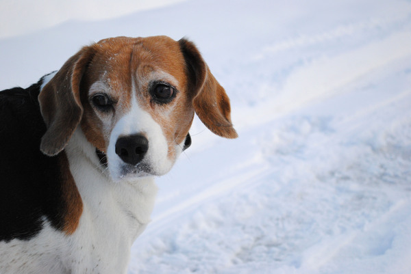 Mable, het hondje van mijn mama ;)