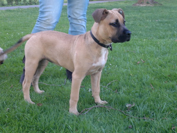 American Staffordshire Terrier