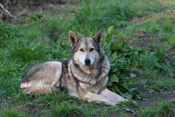 Saarlooswolfhond