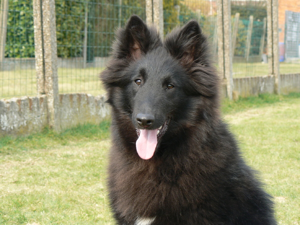 groenendaelkennel van Hof ter Brughe