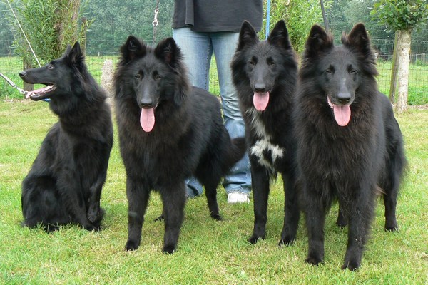 groenendaelkennel van Hof ter Brughe