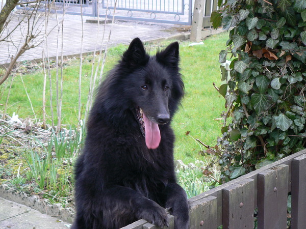 groenendaelkennel van Hof ter Brughe