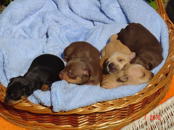 Familie Fischer uit Duitsland,Loningen