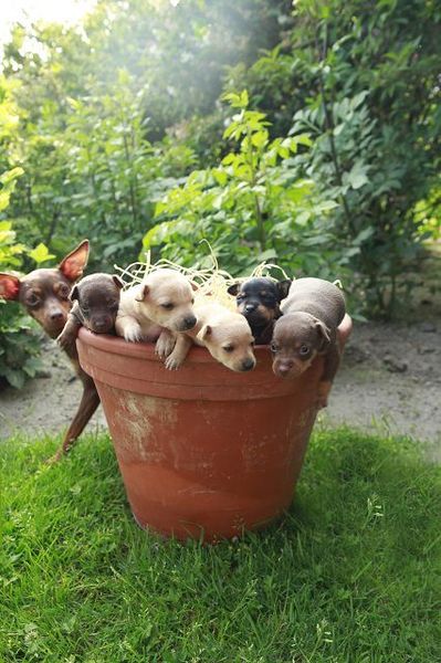 Familie Fischer uit Duitsland,Loningen