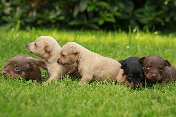 Familie Fischer uit Duitsland,Loningen