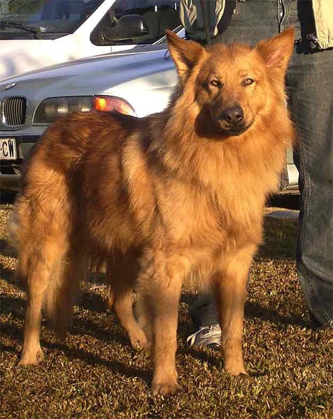 El Perro de Pastor Garafiano