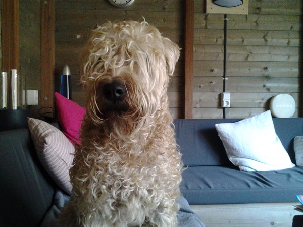 Irish Softcoated Wheaten Terriër