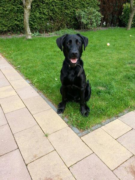 Gezocht : Nestje van een kruising Flatcoated retriever / Mechelse herder 