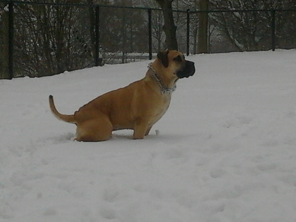 Boerboel