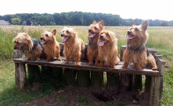 Australian Terrier, vom Schloss Mordor